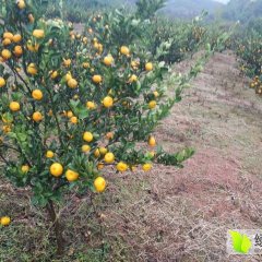 澧县南丰蜜桔