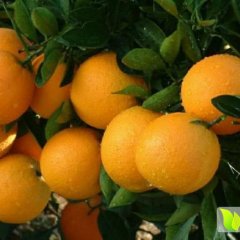 麻阳柑橘逐渐升温,尧市张清发诚信合作