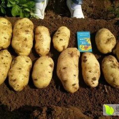 内蒙古察右中旗大量优质土豆，克新一号0.6元起