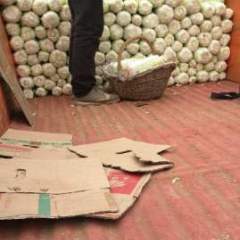 2023年河南娃娃菜小白菜火热上市