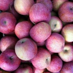 陕西米脂红富士苹果产销两旺