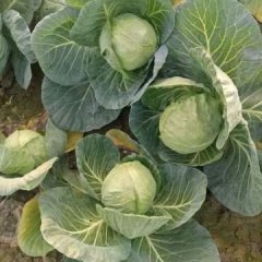 河南新野旺旺甘蓝火热上市