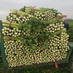 山东芹菜大量上市，现在漏天菜结束