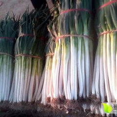 山东滕州姜屯镇主产铁杆大葱，面积大