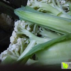 大量供应白面青梗有机花菜