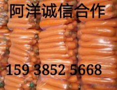 河南开封县三红萝卜 沙土地种植 农产品颜色很好