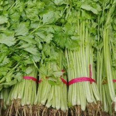 芹菜 西芹芹菜 大棚芹菜 砀山县芹菜