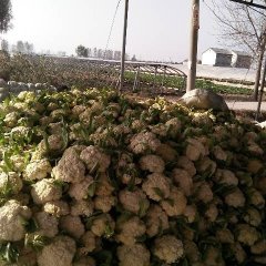 江苏铜山白面青梗松花菜菜花火热上市