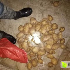 集宁 现出售大量克新土豆，个头大