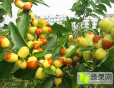祁东酥脆枣是湖南新丰果业选育新品种
