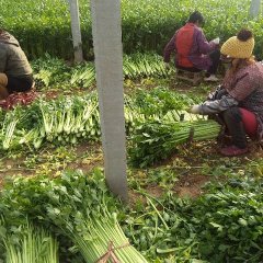 商河芹菜新棚多 菜色泽好 75公分左右