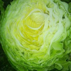 天门甘蓝假一赔十,多宝沈徇徇诚信合作