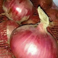 2016河南开封周口洋葱出库特价分级别合作出售