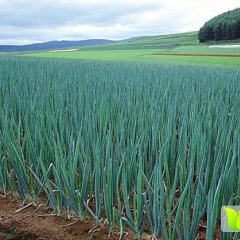 安丘大葱本地现有大量陆地社会葱大量上市