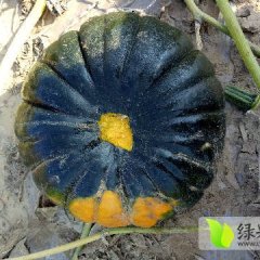 山西神池黑皮南瓜口感爽口