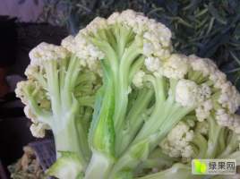 通许孙营马四清10月白面青梗松花菜菜花