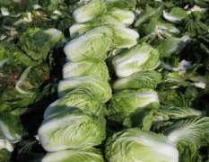 通许孙营马四清10月大白菜