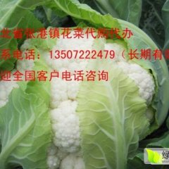 2017年万亩绿色菜花上市了