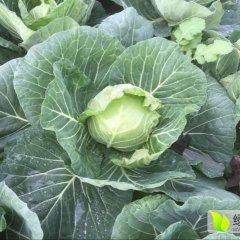 钟祥地处甘蓝白菜种植基地 甘蓝白菜收购