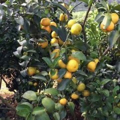 江洲沙糖桔 十二月初大量砂糖桔上市