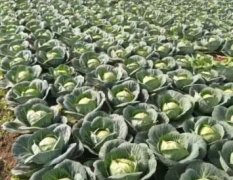 岳阳蔬菜基地每年10月--4月份供应甘蓝 白菜 包菜