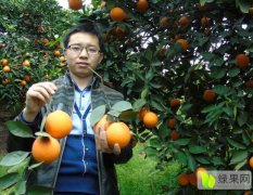 奉节脐橙，重庆市奉节县特产