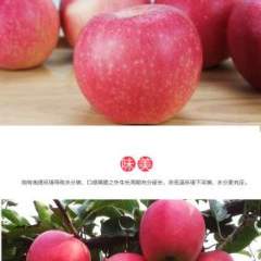 临猗七级陈向龙11月红苹果