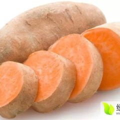 山东兰陵来福、花叶红薯品质优良