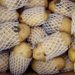 滕州界河大棚土豆大量上市中