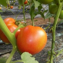 2016平度明村镇西红柿大量供货