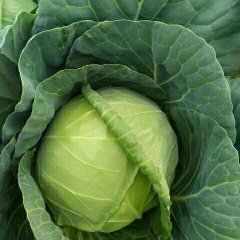 西昌市礼州镇是优质甘蓝基地