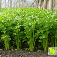 东昌府芹菜著名品牌沙镇李合增诚信合作