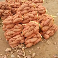 夏津地瓜，大部分已经入窖完毕