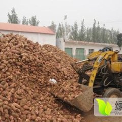 内江市中红薯何去何从,市中陈益诚信合作