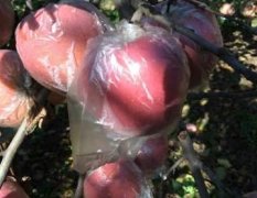 陕西大荔膜袋红富士苹果价格红富士苹果产地