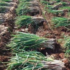 安丘大葱 信誉是我们的承诺