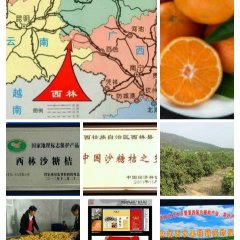 西林沙糖桔 感实现了质的飞跃