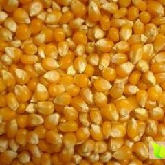 民发常年收购玉米、大豆、高粱、碎米等饲料