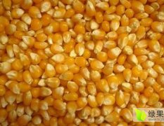 民发常年收购玉米、大豆、高粱、碎米等饲料
