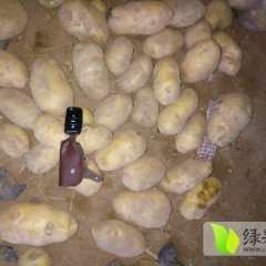 鄂托克前旗土豆 最后两车2263两半起步