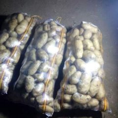 沽源沽源吴蒙超11月荷兰十五土豆