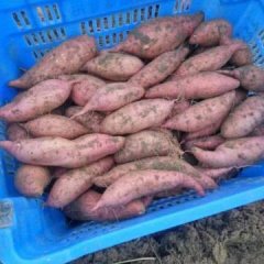 河北藁城龙薯九 种植面积大，质量好