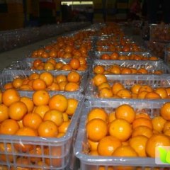 广东仁化韶关皇帝柑柑橘何去何从