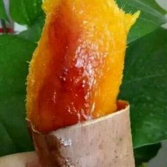 沙土地烟薯25震撼来袭