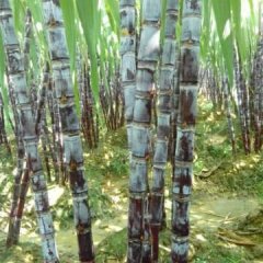 黑皮甘蔗新一轮降价