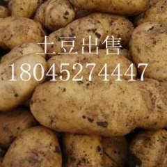 讷河同义高女士11月中薯系列土豆