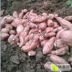 湖北宜城红薯品种齐全量大价格低
