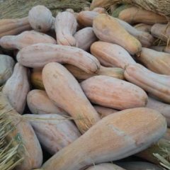 湖北宜城金韩密本南瓜品质优良，都不用农药