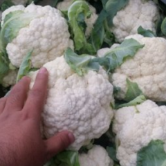 新野菜花早买早赚,城郊姚书功诚信合作
