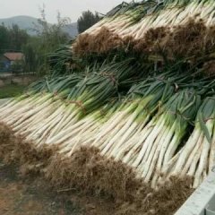 滕州界河张经理11月铁杆大葱